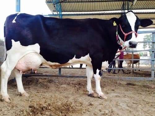 dairy