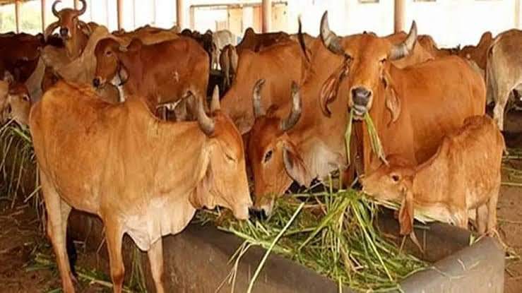 dairy