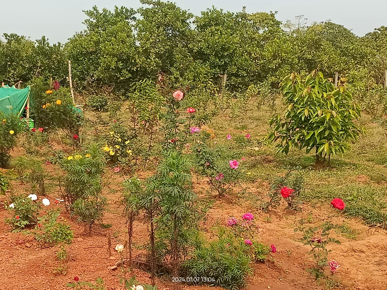 garden