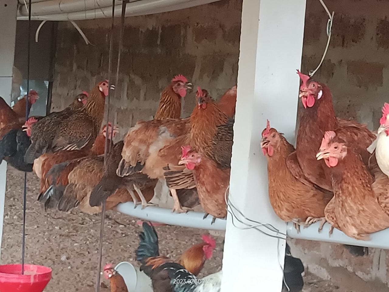 poultry